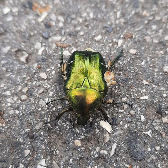 Cetonia aurata: Animal in habitat Road or Transportation in the NatureSpots App