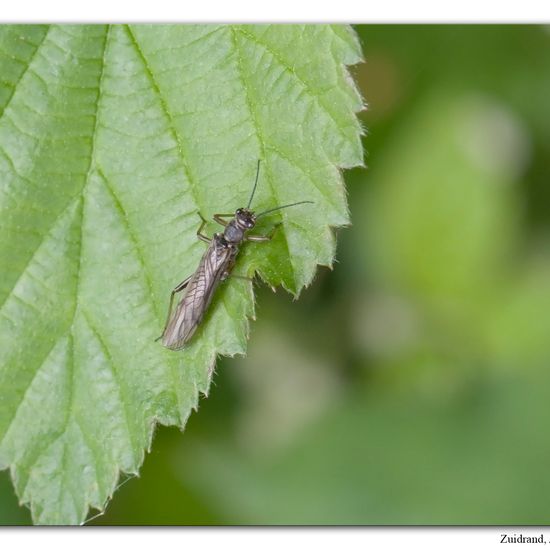 Nemoura cinerea: Tier im Habitat Grasland und Büsche in der NatureSpots App