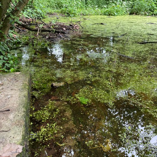 Landschaft: Süßwasser im Habitat Teich in der NatureSpots App