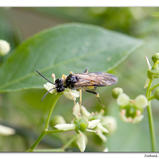 Tenthredo temula: Animal in habitat Natural Meadow in the NatureSpots App