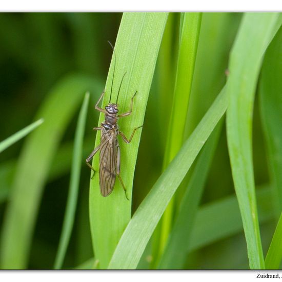 Nemoura cinerea: Tier im Habitat Grasland und Büsche in der NatureSpots App