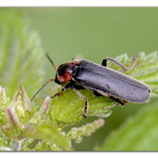 Cantharis fusca: Animal in habitat Road or Transportation in the NatureSpots App