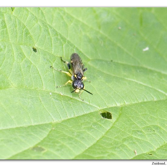 Tenthredo temula: Tier im Habitat Naturnahe Wiese in der NatureSpots App