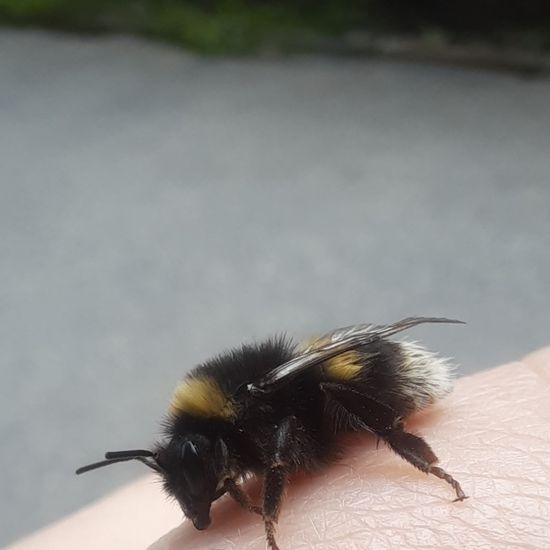 Dunkle Erdhummel: Tier im Habitat Stadt und Garten in der NatureSpots App