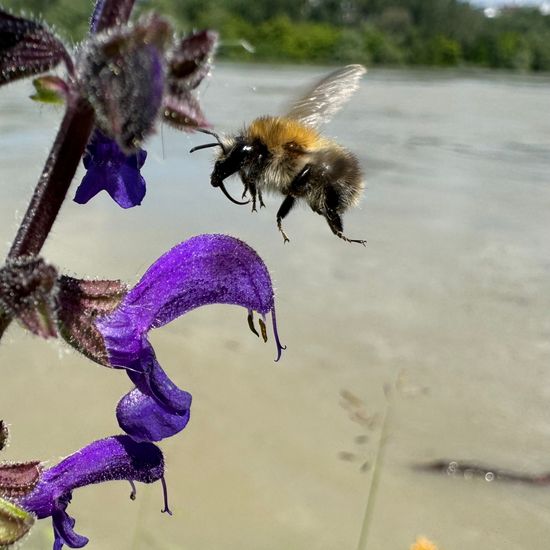 Ackerhummel: Tier im Habitat Ackerrandstreifen in der NatureSpots App