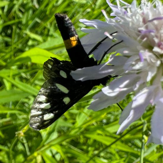 Weißfleck-Widderchen: Tier im Habitat Ackerrandstreifen in der NatureSpots App