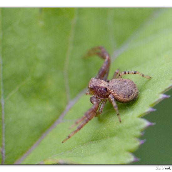 Eine unbekannte Art: Tier im Habitat Anderes Waldhabitat in der NatureSpots App