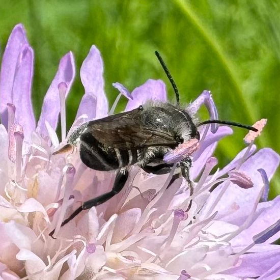 Mörtel- und Blattschneiderbienen: Tier im Habitat Ackerrandstreifen in der NatureSpots App