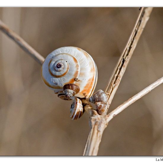 Mittelmeersandschnecke: Tier in der Natur in der NatureSpots App