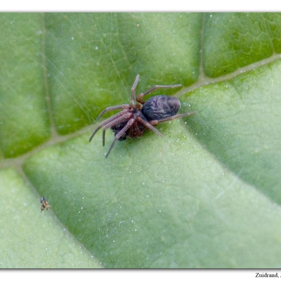 Brigittea latens: Tier im Habitat Anderes Waldhabitat in der NatureSpots App