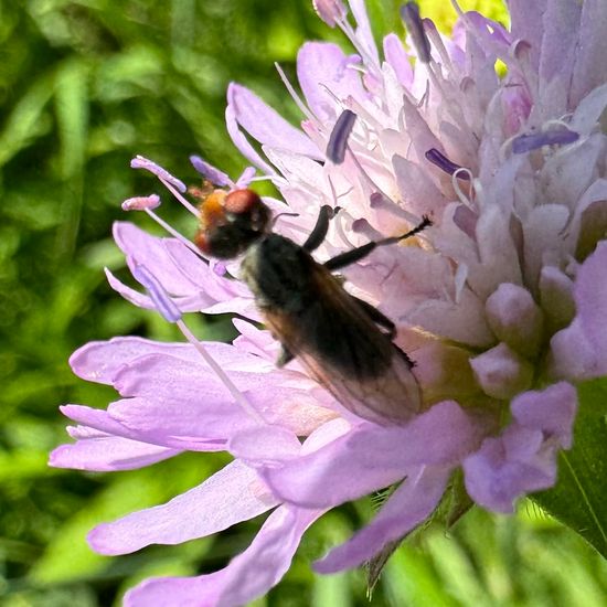 Zodion cinereum: Animal in habitat Buffer strip in the NatureSpots App