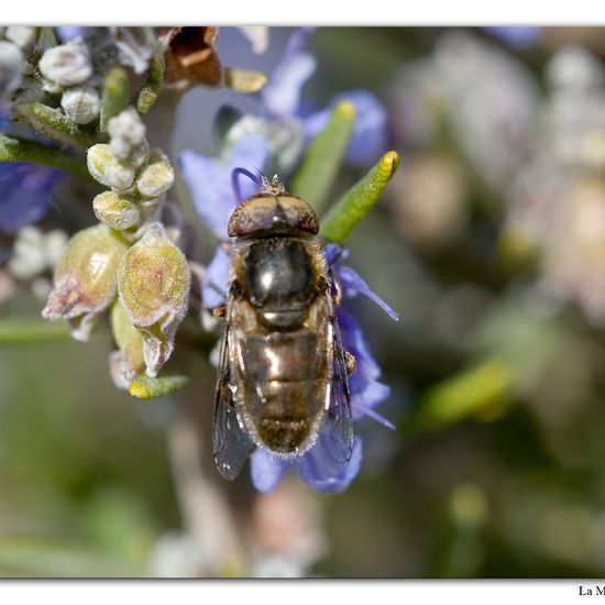 Glänzende Faulschlammschwebfliege: Tier in der Natur in der NatureSpots App