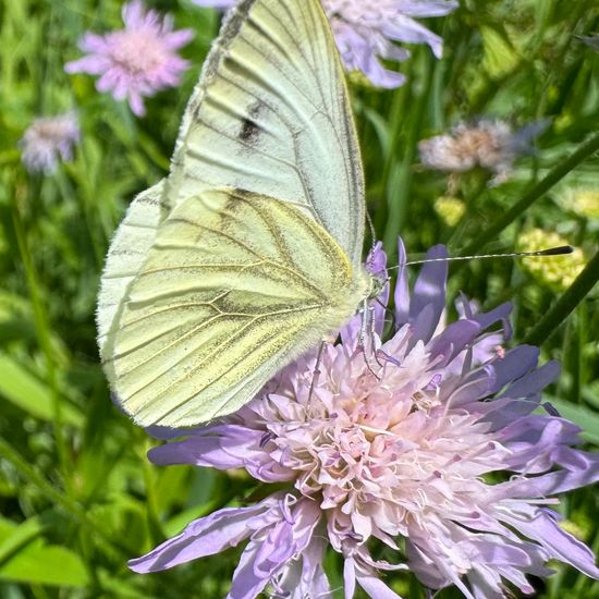 Pieris napi napi: Tier im Habitat Ackerrandstreifen in der NatureSpots App