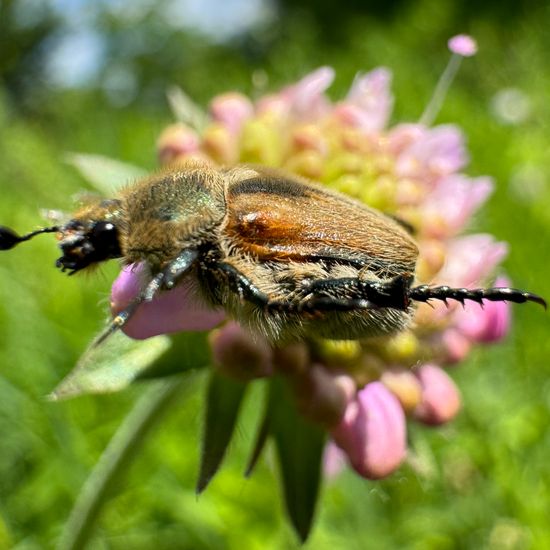 Chaetopteroplia segetum: Animal in habitat Buffer strip in the NatureSpots App