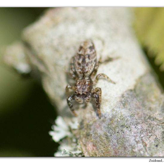 Rindenspringspinne: Tier im Habitat Garten in der NatureSpots App