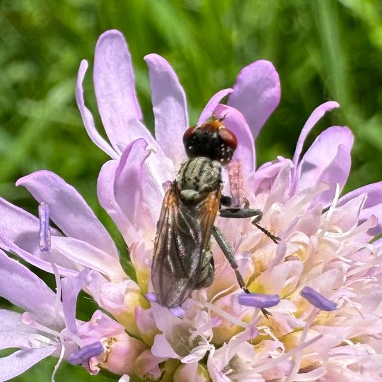 Zodion cinereum: Animal in habitat Buffer strip in the NatureSpots App