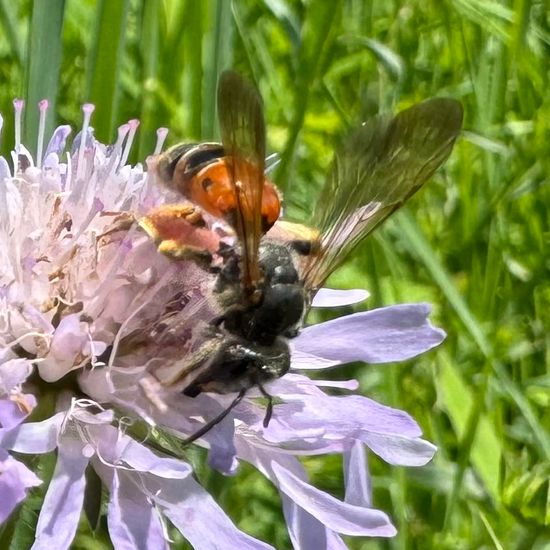 Andrena hattorfiana: Animal in habitat Buffer strip in the NatureSpots App