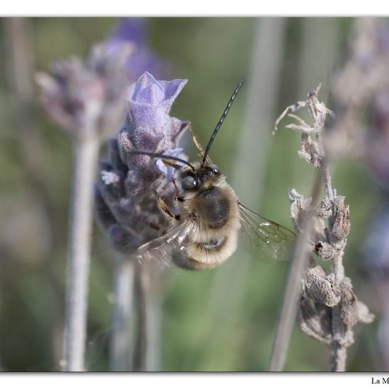 Eucera speciosa: Tier in der Natur in der NatureSpots App