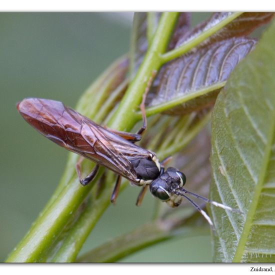 Tenthredo ferruginea: Animal in habitat Semi-natural grassland in the NatureSpots App