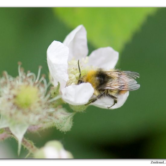 Early bumblebee: Animal in habitat Semi-natural grassland in the NatureSpots App