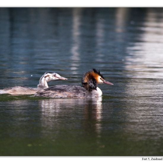 Great crested grebe: Animal in habitat Artificial freshwater in the NatureSpots App