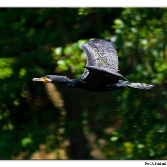 Great Cormorant: Animal in habitat Artificial freshwater in the NatureSpots App