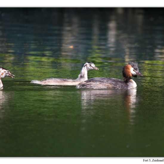 Great crested grebe: Animal in habitat Artificial freshwater in the NatureSpots App