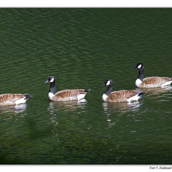 Canada Goose: Animal in habitat Artificial freshwater in the NatureSpots App