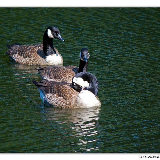 Canada Goose: Animal in habitat Artificial freshwater in the NatureSpots App