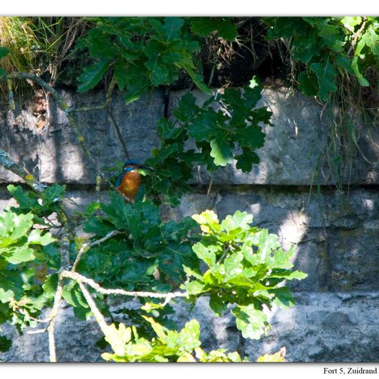 Common Kingfisher: Animal in habitat Freshwater habitat in the NatureSpots App