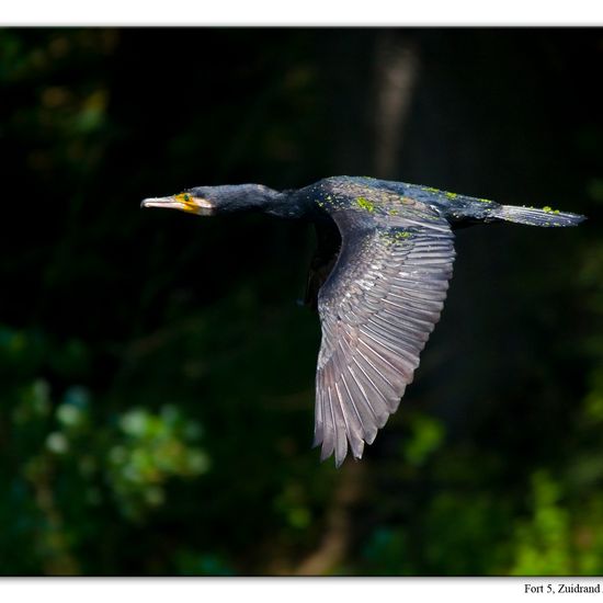 Great Cormorant: Animal in habitat Artificial freshwater in the NatureSpots App