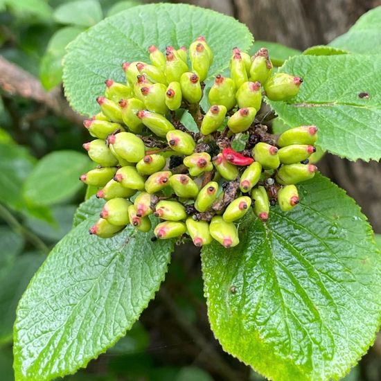 Viburnum lantana: Plant in habitat Grassland in the NatureSpots App