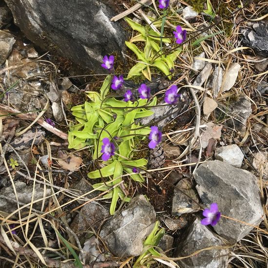 Common butterwort: Plant in habitat Spring in the NatureSpots App