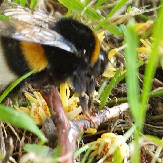 Bombus hortorum: Animal in habitat Park in the NatureSpots App