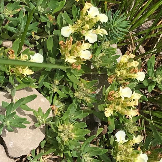 Teucrium montanum: Plant in habitat Rock areas in the NatureSpots App