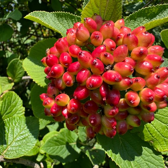 Viburnum lantana: Plant in habitat Grassland in the NatureSpots App