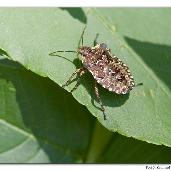 Forest bug: Animal in habitat Grassland in the NatureSpots App