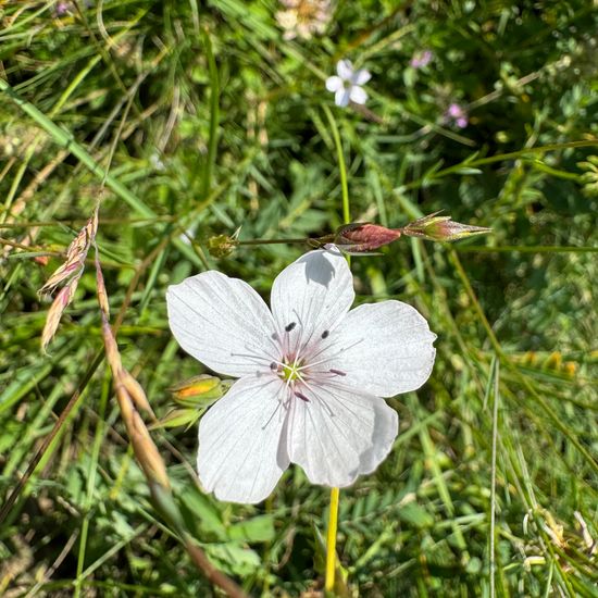 Linum tenuifolium: Plant in habitat Grassland in the NatureSpots App