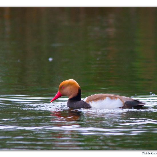 Red-crested Pochard: Animal in habitat Pond in the NatureSpots App