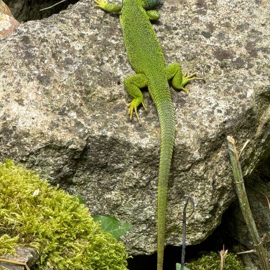 European green lizard: Animal in nature in the NatureSpots App