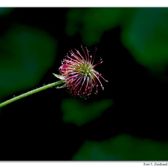 Geum urbanum: Plant in habitat Grassland in the NatureSpots App