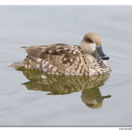 Marbled Duck: Animal in habitat Pond in the NatureSpots App