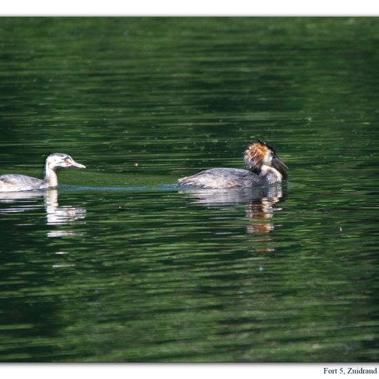 Great crested grebe: Animal in habitat Freshwater habitat in the NatureSpots App