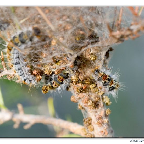 Pine Processionary: Animal in habitat Rock areas in the NatureSpots App