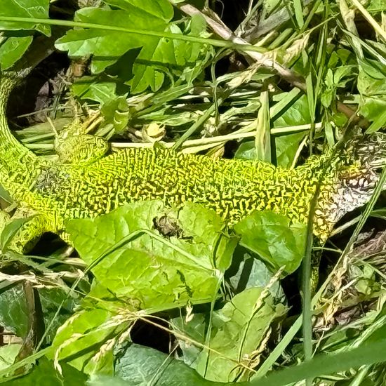 European green lizard: Animal in habitat Riparian forest in the NatureSpots App