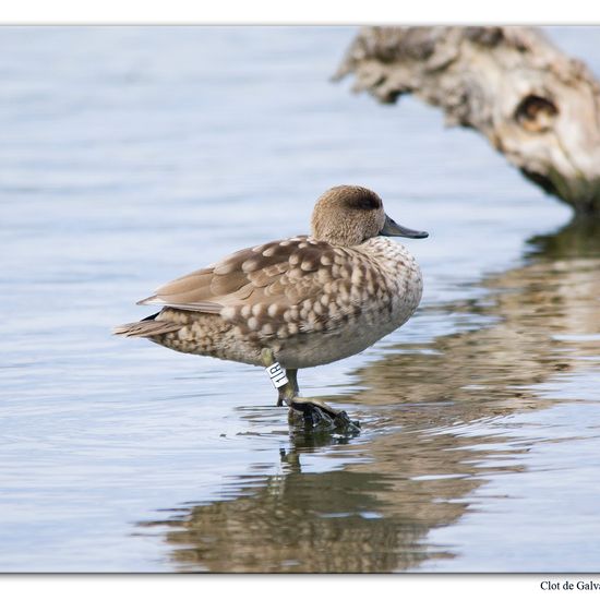 Marbled Duck: Animal in habitat Pond in the NatureSpots App