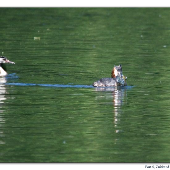 Great crested grebe: Animal in habitat Freshwater habitat in the NatureSpots App