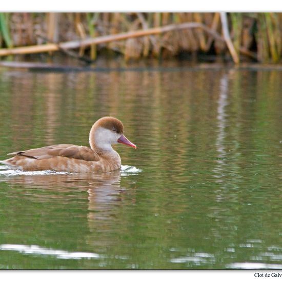 Red-crested Pochard: Animal in habitat Pond in the NatureSpots App