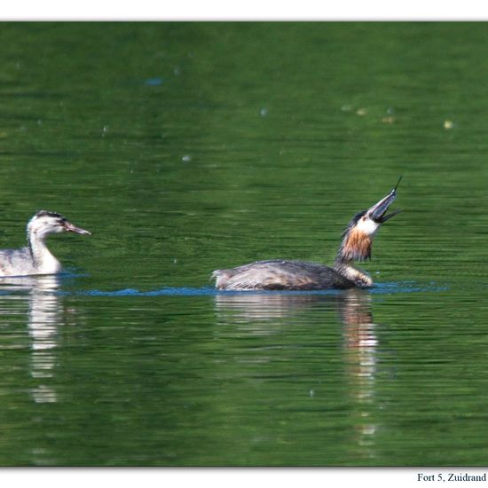 Great crested grebe: Animal in habitat Freshwater habitat in the NatureSpots App