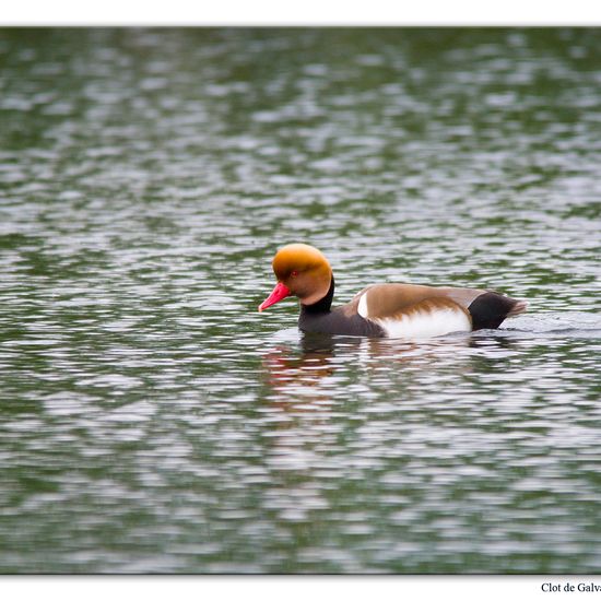 Red-crested Pochard: Animal in habitat Pond in the NatureSpots App